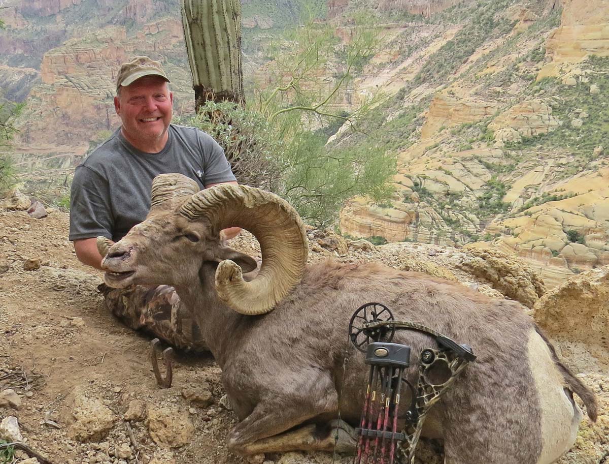 desert bighorn