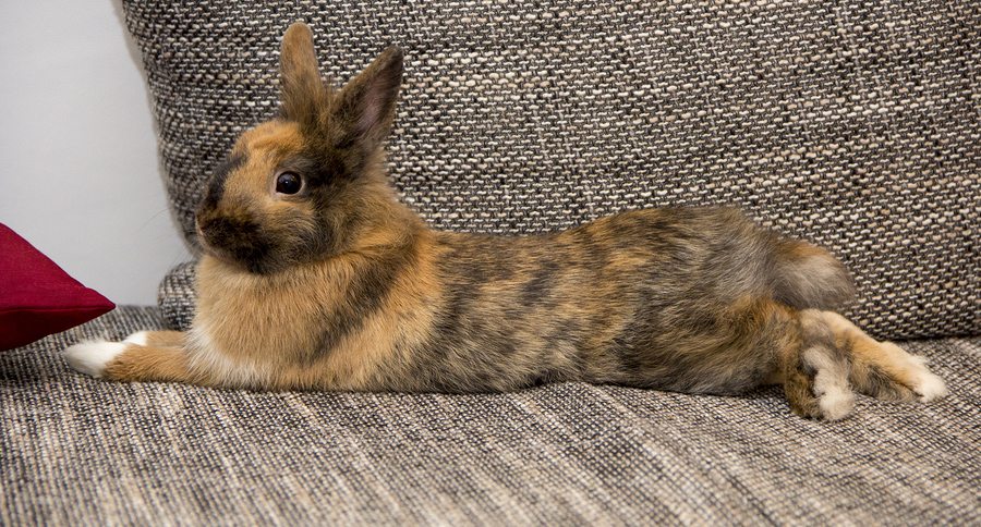 Rabbit Binkies: Your Bunny Is Jumping from Pure Joy