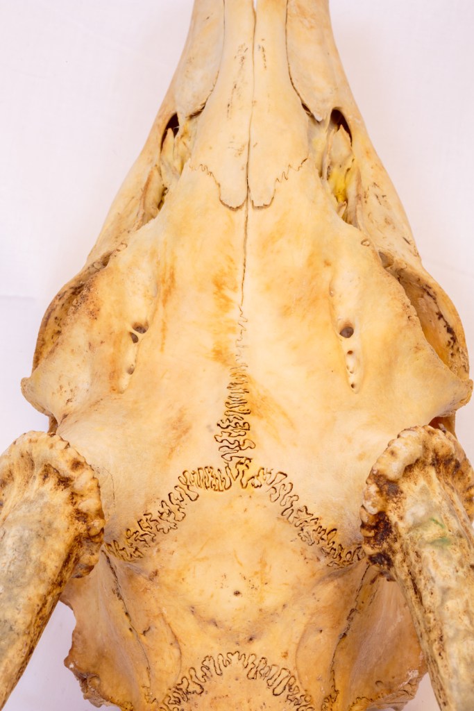 Close up of a unbleached deer skull on white background.