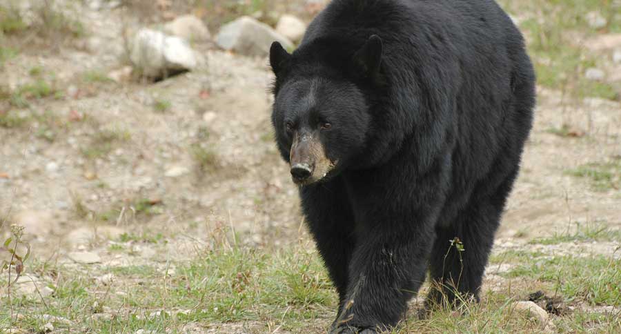 black bear