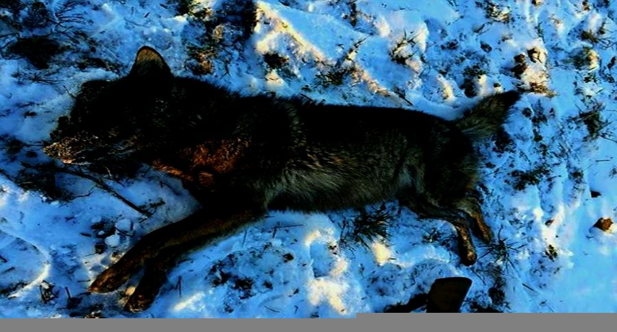 black coyote