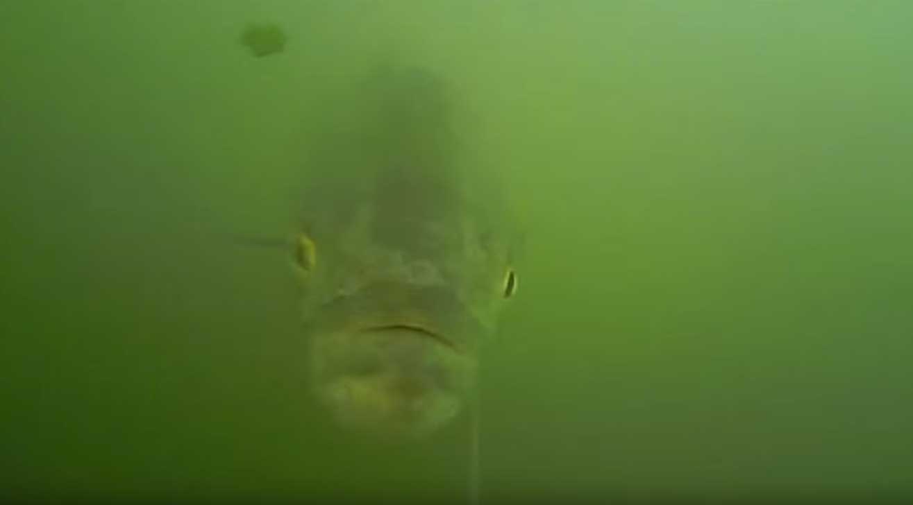 bluefish underwater footage