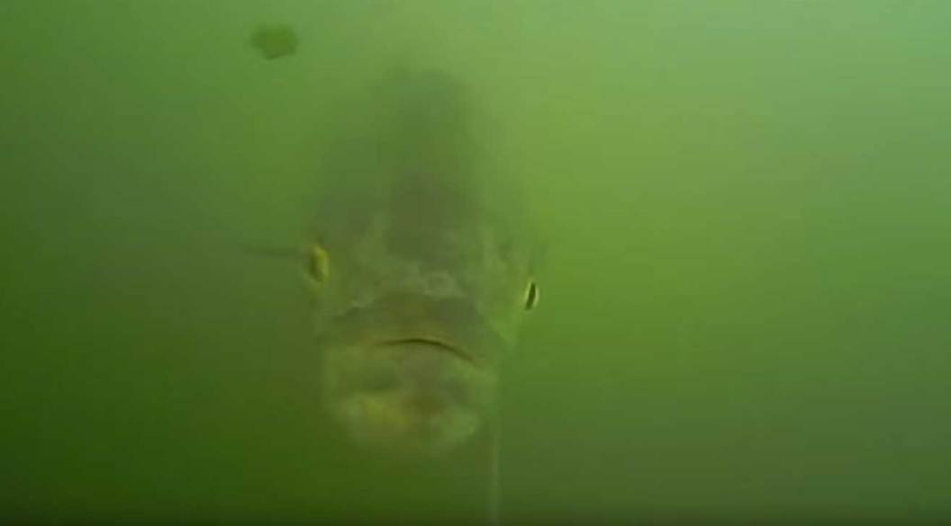 bluefish underwater footage