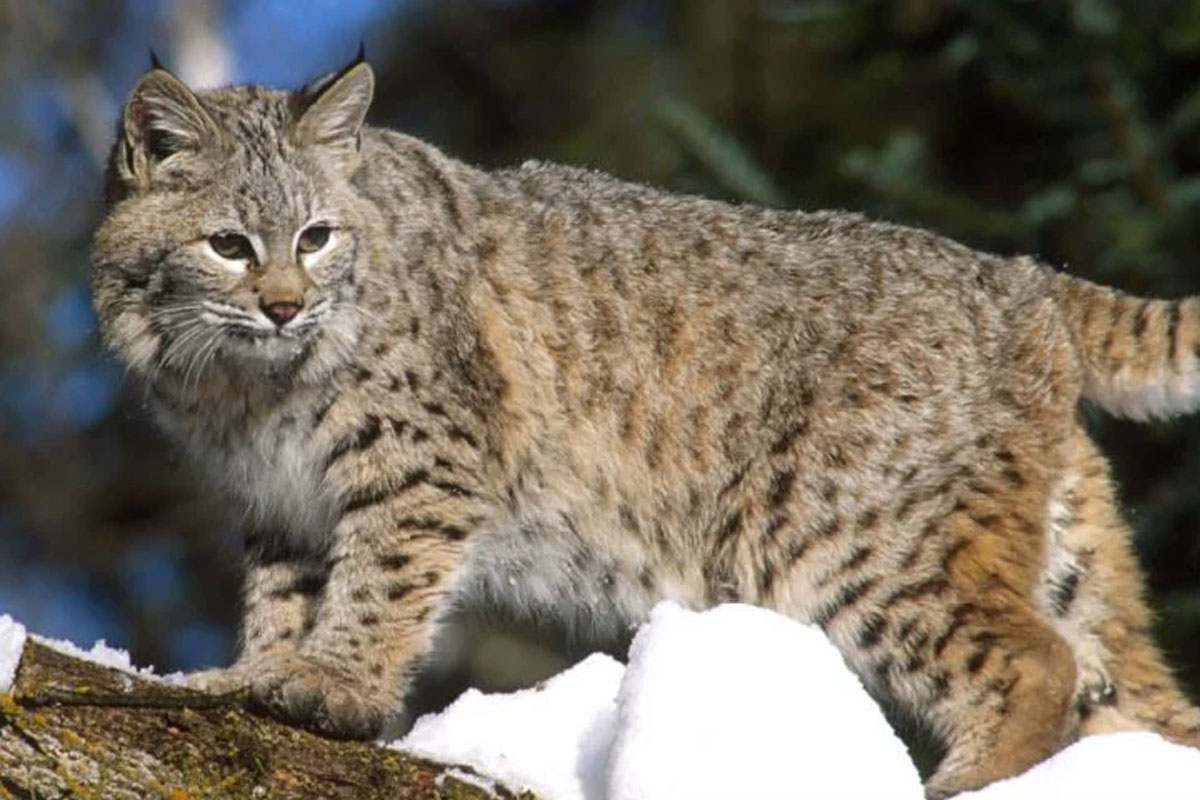 bobcat