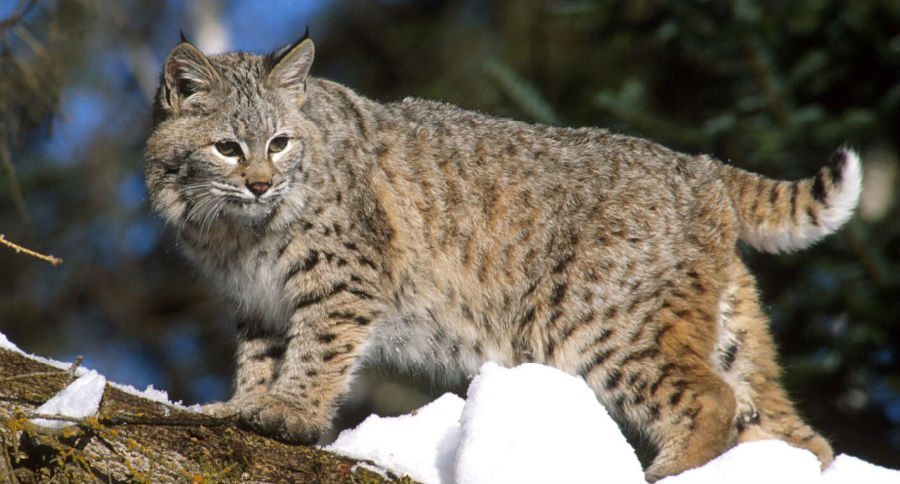 bobcat