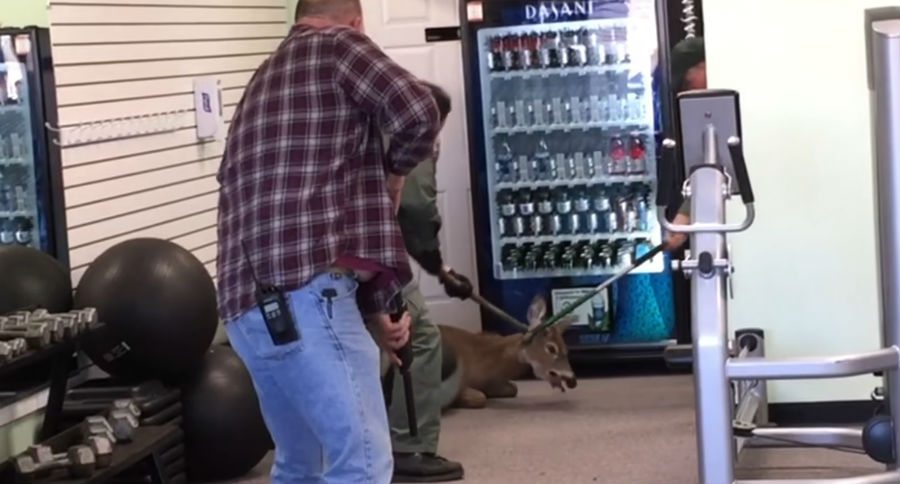 deer