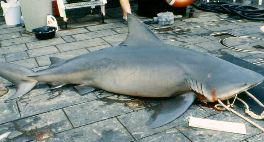 shark cull
