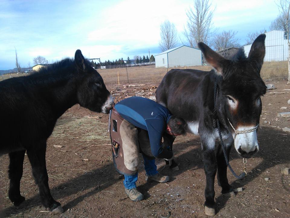 donkey grabbing back of person's pants