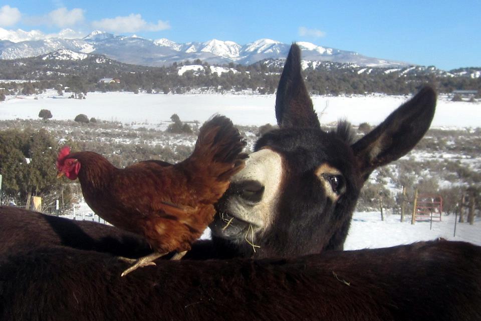 donkey nuzzling chicken