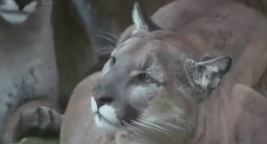 cougar