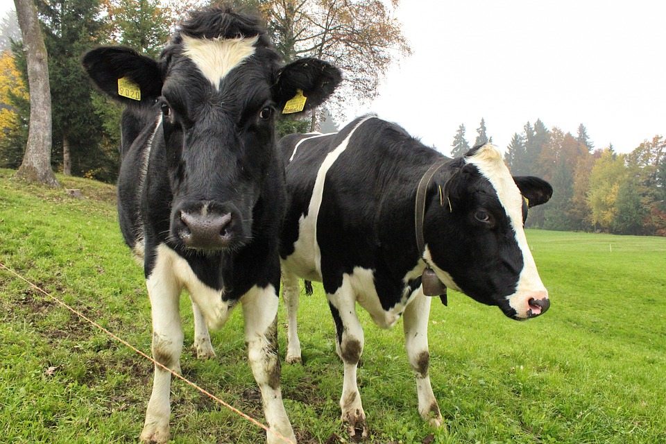 two cows in pasture