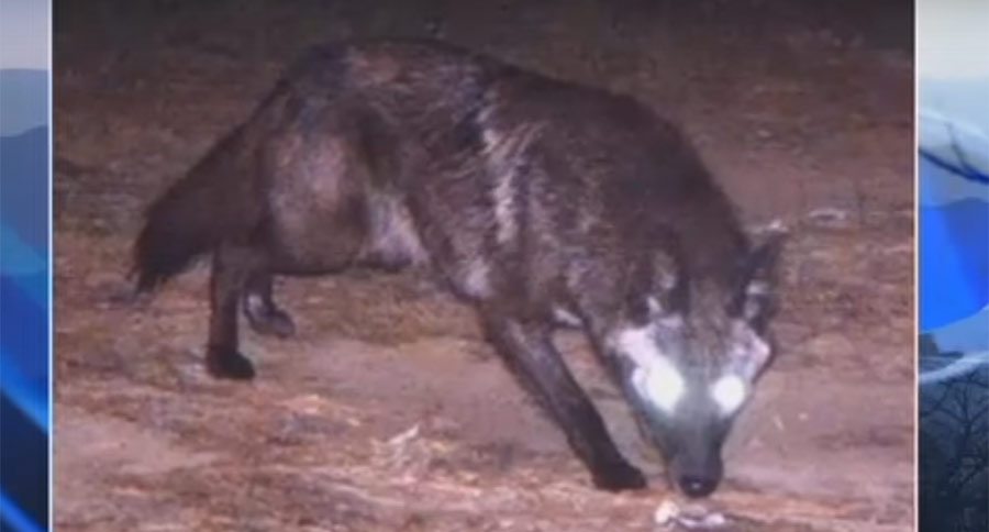 coyote challenge georgia contest