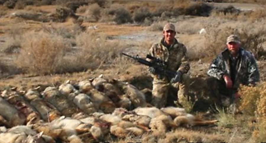 winning coyote competitions
