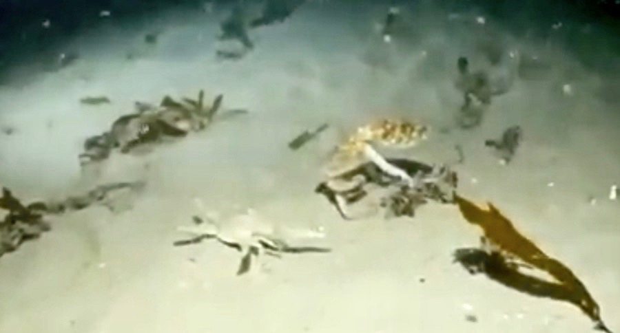 crab