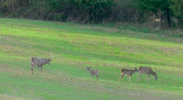 deer herd population matt dye dustin prievo maryland buck food plot trail camera deer herd