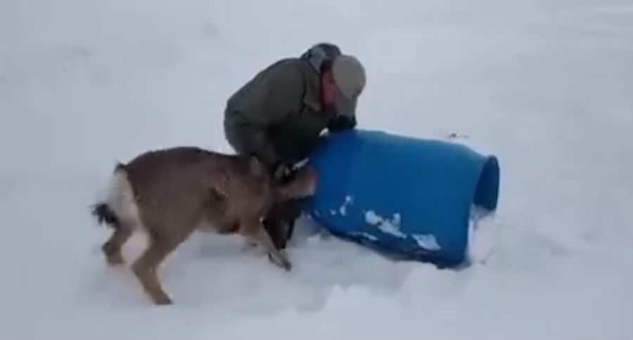 deer