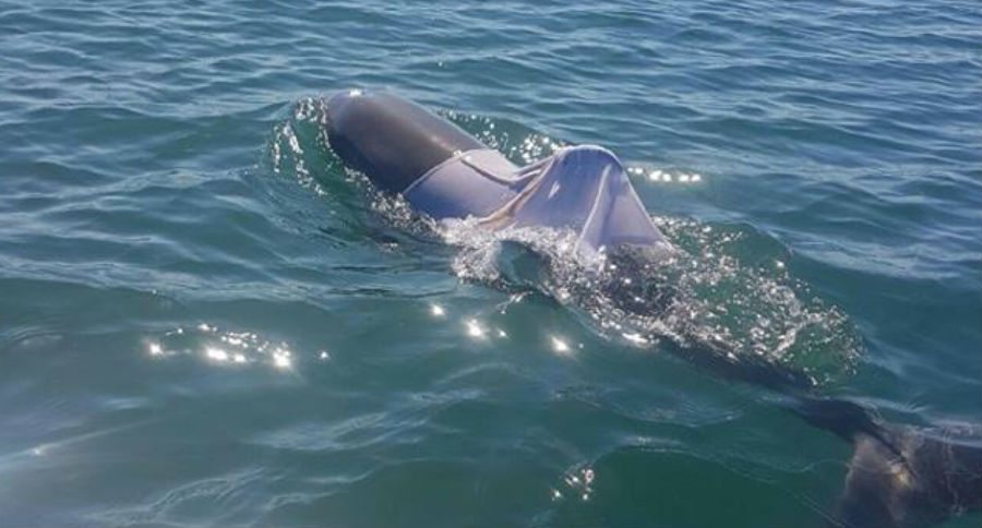 dolphin