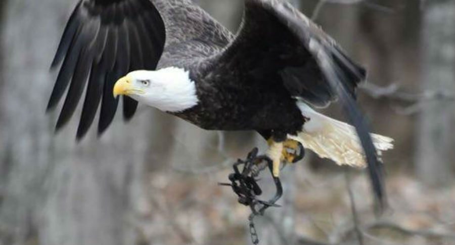 eagle