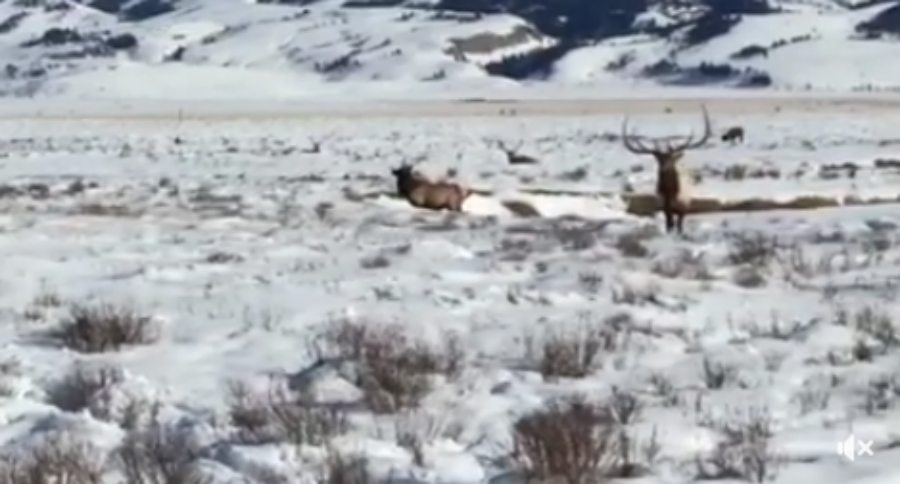 elk