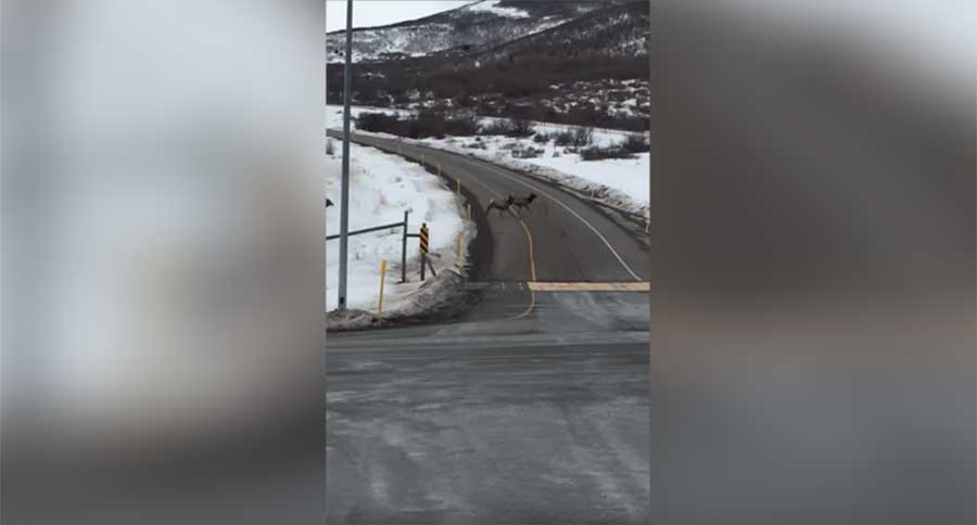 elk migration