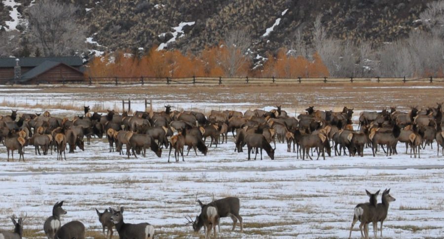 elk stampede