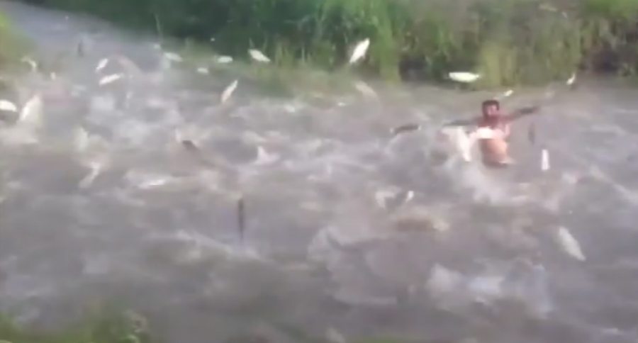 fish