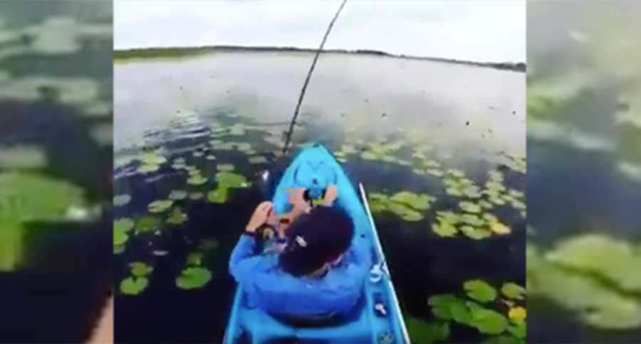 fish the lily pads