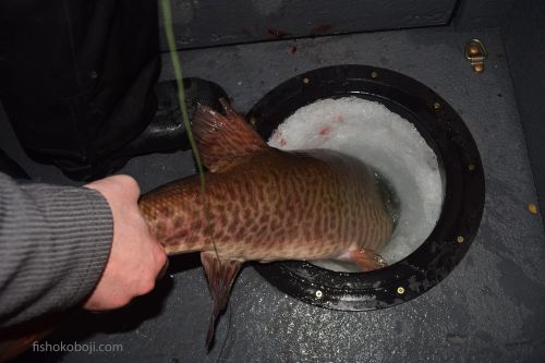 Ice Fishing Muskie