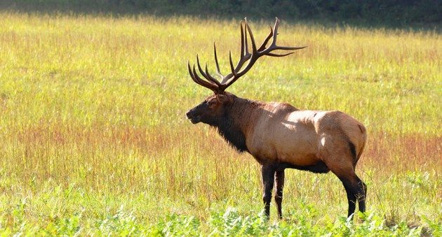 two young bull elk