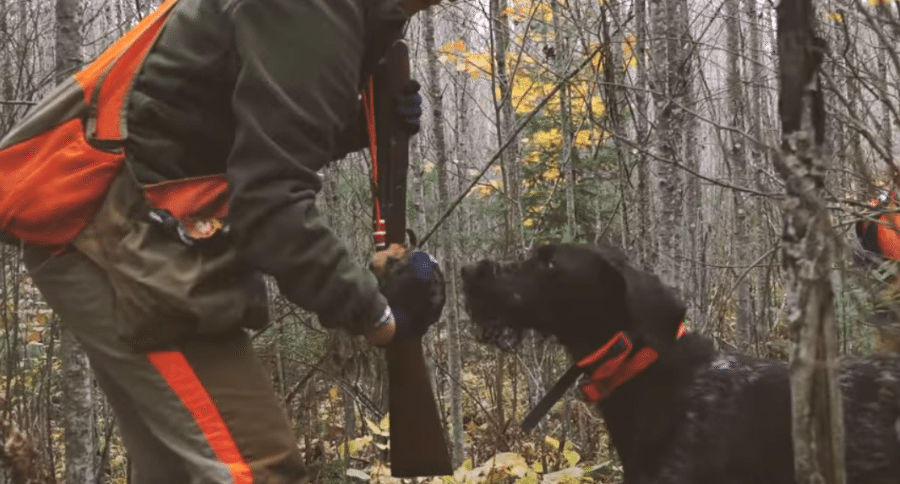 ruffed grouse biologist
