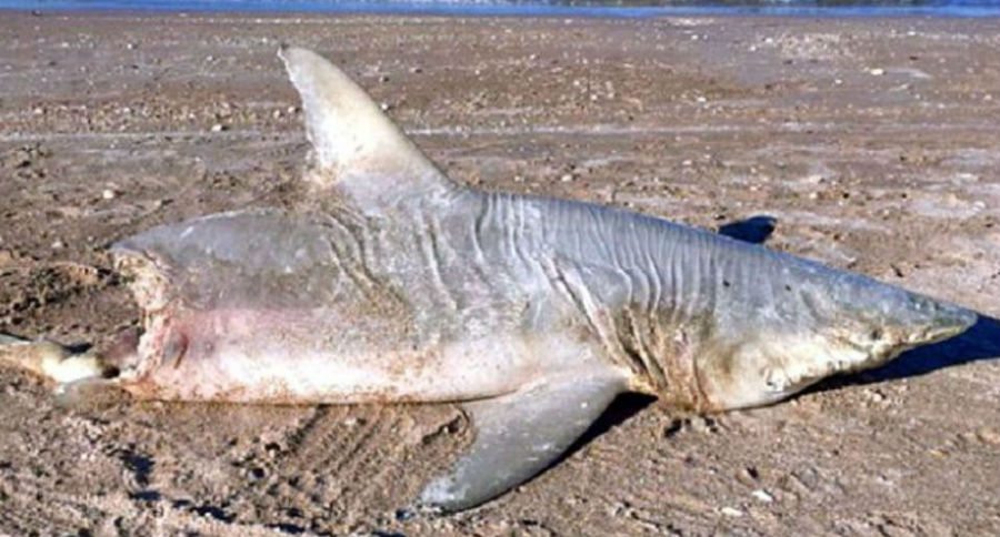 shark
