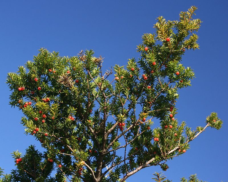 japanese yew