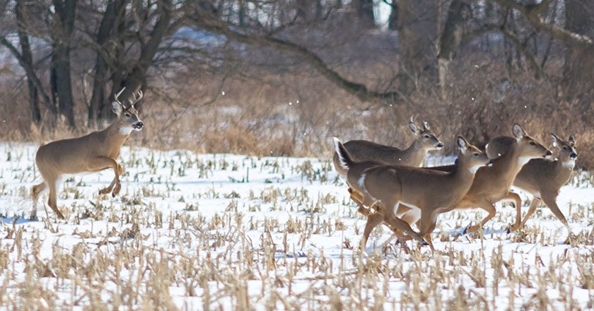 hunting lots of deer