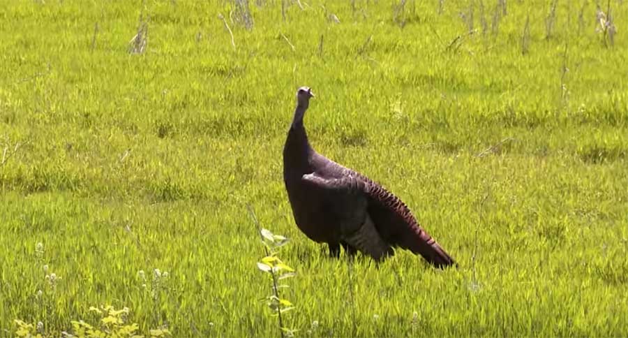 live turkey calling