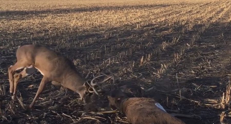 tangled bucks