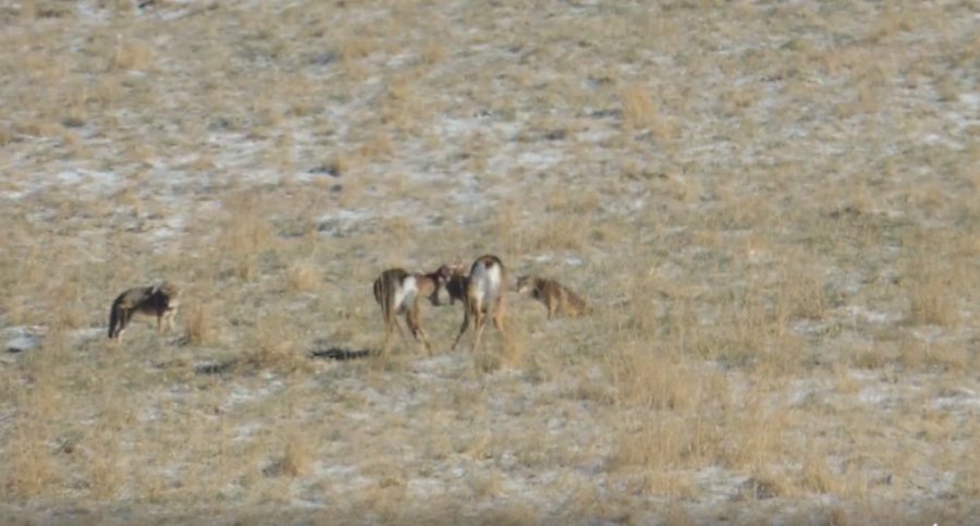 two interlocked bucks
