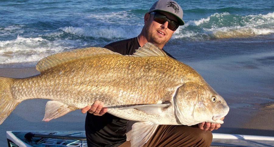 monster black drum