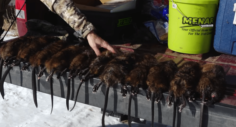 muskrat trapping