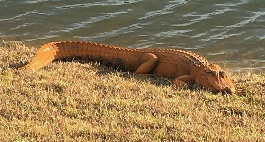 orange alligator