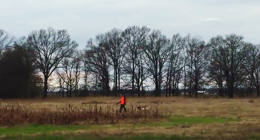 quail hunter catch bird