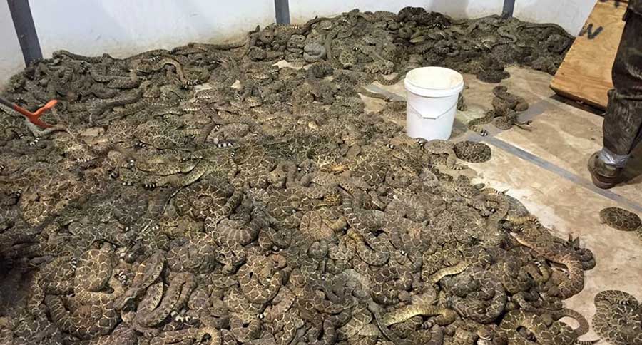 sweetwater rattlesnake roundup
