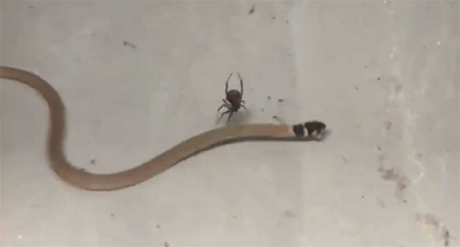redback spider vs eastern brown snake