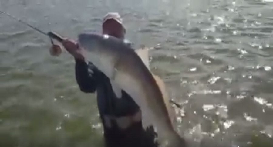 redfish
