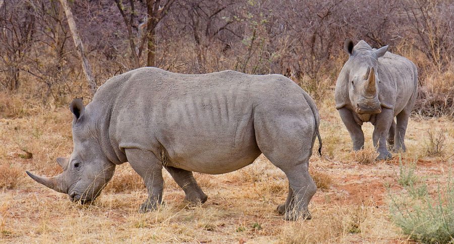rhino horn