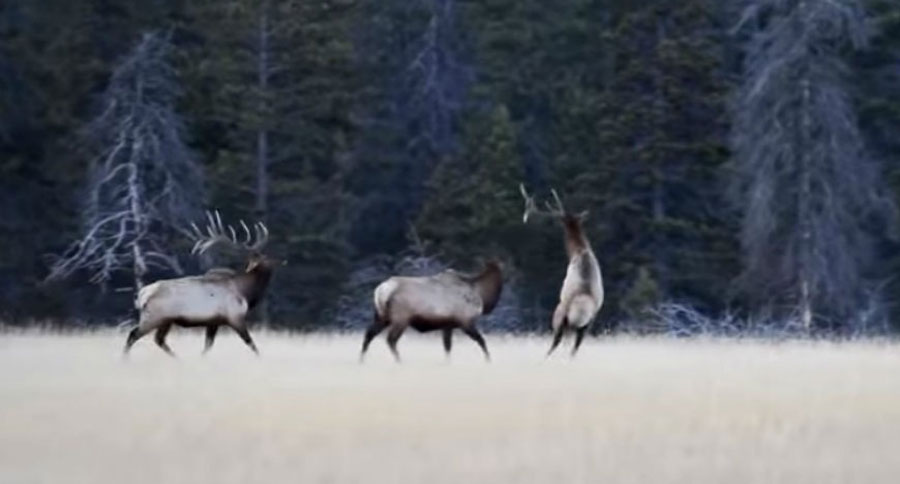 shedding antlers