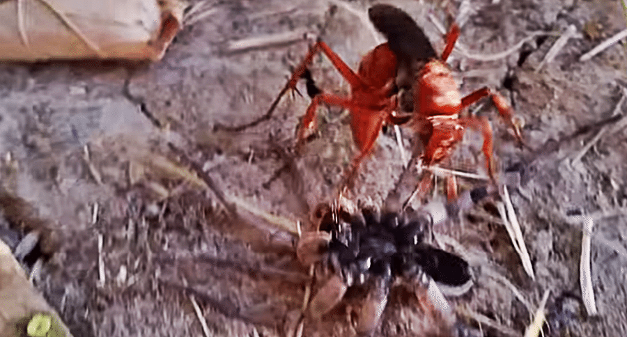 wasp