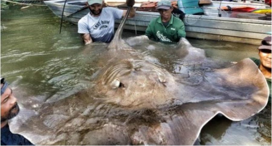 Giant Stingray