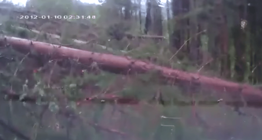 beavers