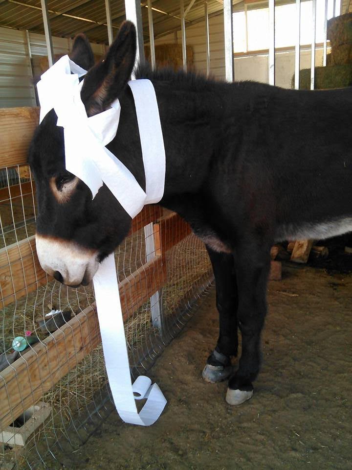 donkey with toilet paper wrapped around head