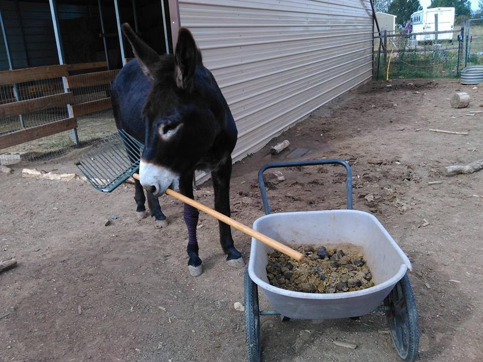 donkey with rake in mouth and wheelbarrow of manure
